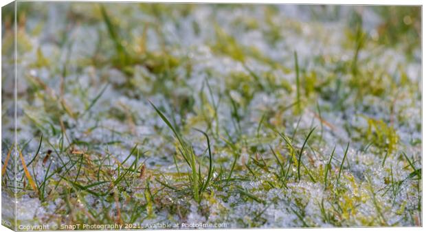 Close up of blades of grass covered in white frost in the winter sun Canvas Print by SnapT Photography