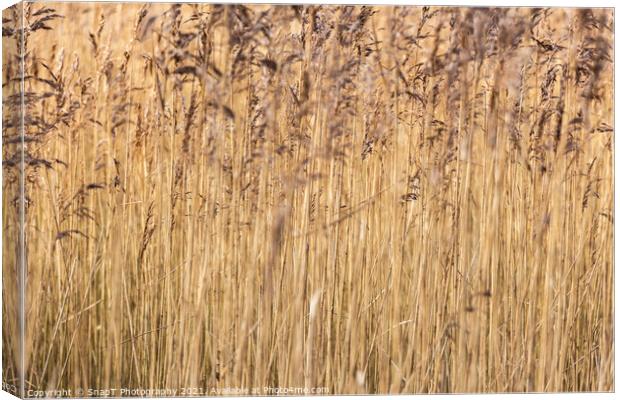 Abstract background close up of common reeds in the winter sun Canvas Print by SnapT Photography