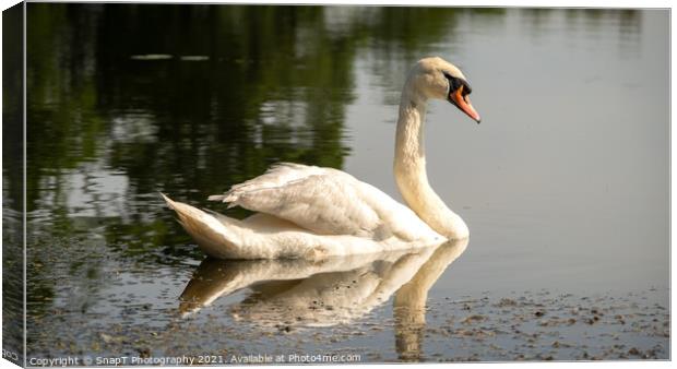 A graceful mute swan swimming on a lake in the afternoon summer sun Canvas Print by SnapT Photography