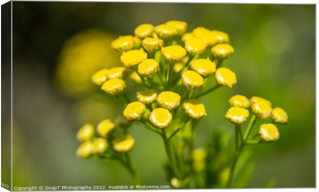 Close up of a cluster of small yellow flowers on a common wild flower Canvas Print by SnapT Photography