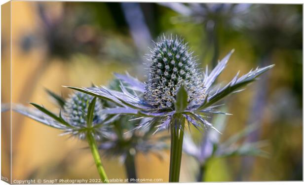 Close up of a Sea Holly plant Canvas Print by SnapT Photography