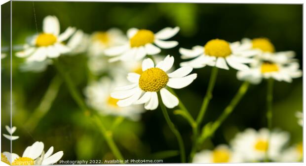 Close up of shasta daisies in a garden the summer sun Canvas Print by SnapT Photography