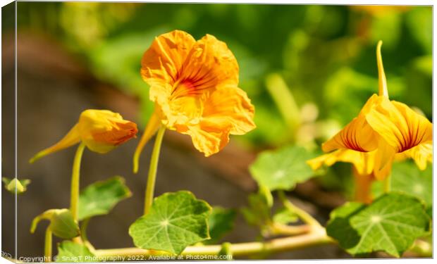 Close up of a yellow nasturtium flower in the evening summer sun Canvas Print by SnapT Photography