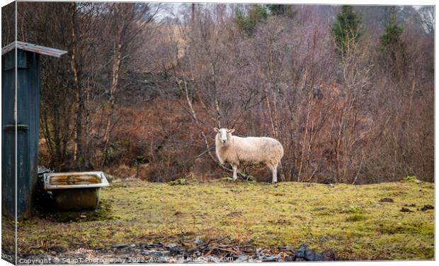 A single sheep standing in a field in winter on a Scottish farm Canvas Print by SnapT Photography