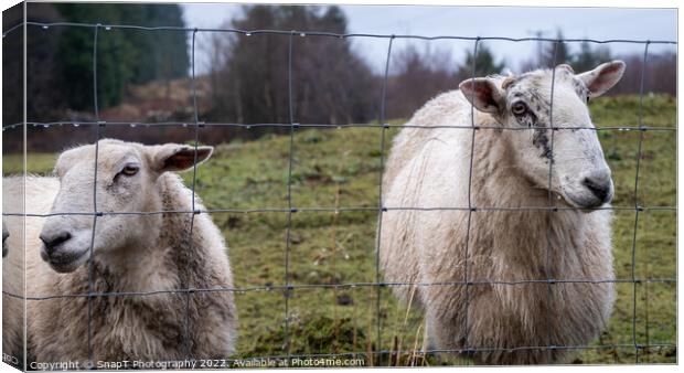 A pair of Scottish female ewe sheep looking through a wire fence in winter Canvas Print by SnapT Photography