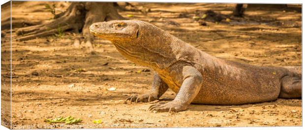 A Komodo Dragon ready to attack in the afternoon sun. Canvas Print by SnapT Photography