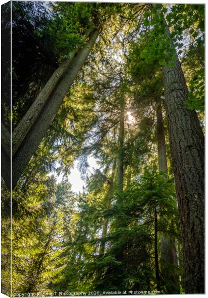 Light shining through the forest canopy of evergreen conifer trees in summer Canvas Print by SnapT Photography