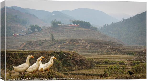 A group or raft of white pecking ducks standing at the edge of a rice terrace Canvas Print by SnapT Photography