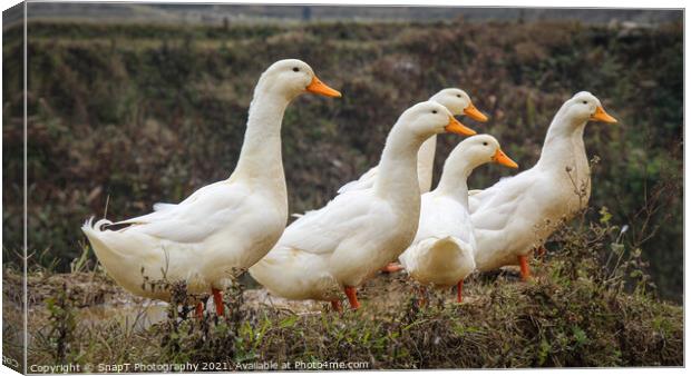 A group or raft of white pecking ducks standing at the edge of a rice terrace Canvas Print by SnapT Photography