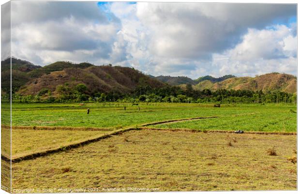 Rice paddy workers in a field near Mawun Beach, Kuta, Lombok Canvas Print by SnapT Photography