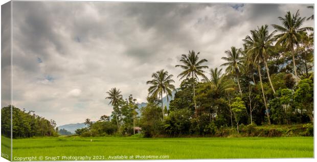 Palm trees and rice paddy on Samosir Island, Lake Toba, Sumatra, Indonesia Canvas Print by SnapT Photography