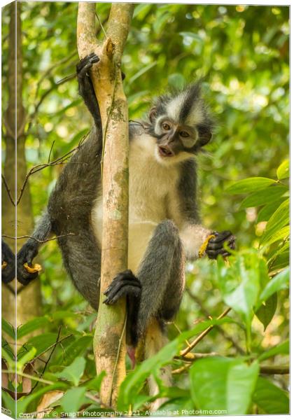 A Thomas Langur, Leaf Monkey, feeding in a tree in Bukit Lawang, Indonesia Canvas Print by SnapT Photography
