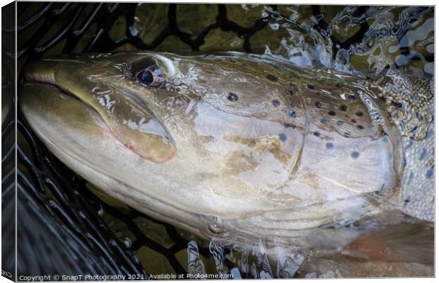 A close up of the head of a Taimen fish, the largest salmon species Canvas Print by SnapT Photography
