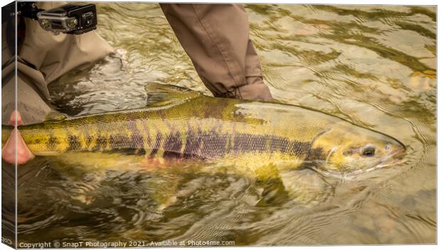 A Chum salmon about to be released back into the river by a fisherman Canvas Print by SnapT Photography