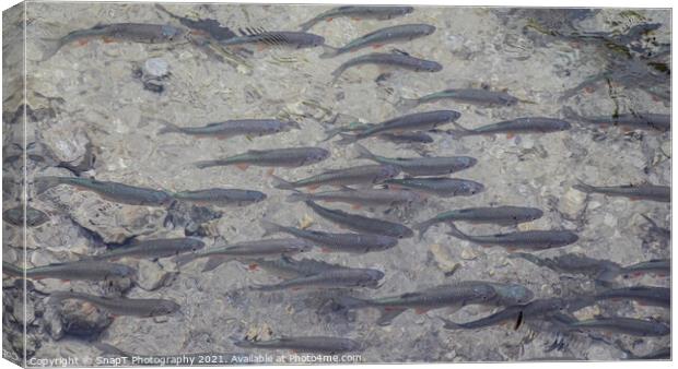 A shoal of Dace, a fish that is a species of the carp family, at Plitvice Lakes Canvas Print by SnapT Photography