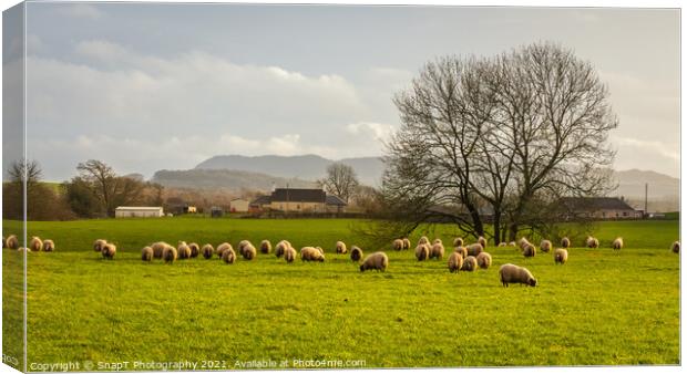 Sheep grazing in a green lowland Scottish field, on a cloudy winter day Canvas Print by SnapT Photography