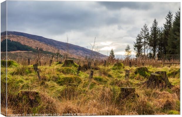 Regeneration of a former deforested and clear felled conifer plantation Canvas Print by SnapT Photography