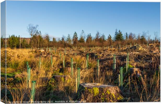 Replanting old deforested and clear felled conifer forest with broadleaf trees Canvas Print by SnapT Photography