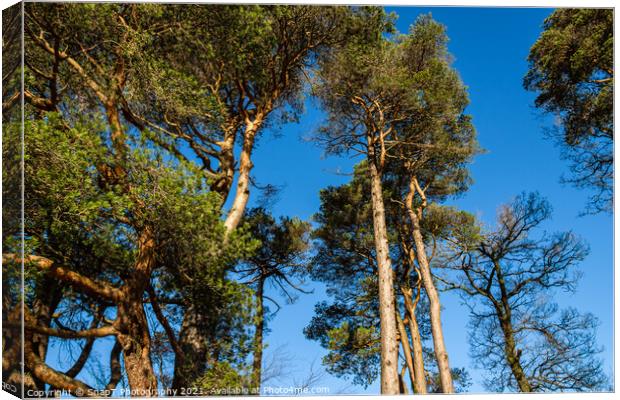 Caledonian pine trees at Clateringshaws Loch and Visitors Centre, Scotland Canvas Print by SnapT Photography