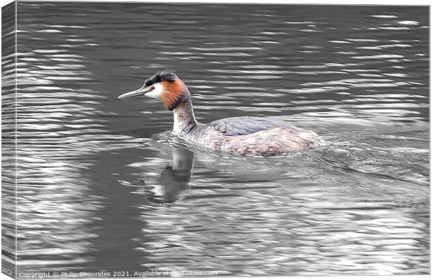 Great Crested Grebe Canvas Print by Philip Skourides