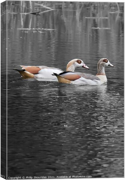Egyptian Geese Canvas Print by Philip Skourides