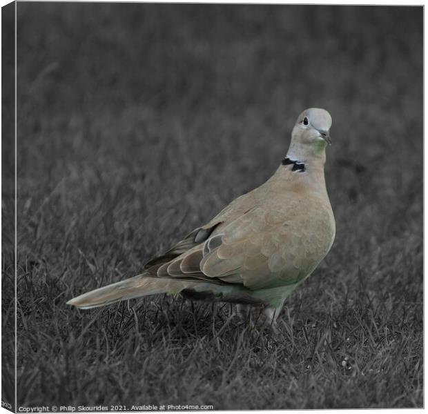 Collared Dove Canvas Print by Philip Skourides