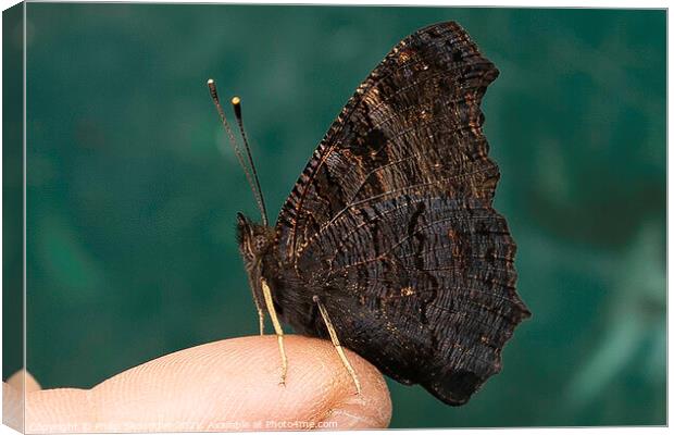 Buterfly on Fred's finger  Canvas Print by Philip Skourides