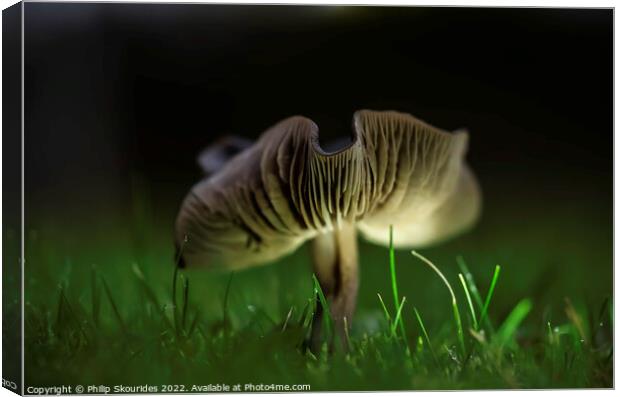 Fungi ii Canvas Print by Philip Skourides