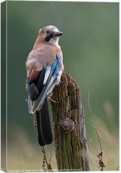 Jay, Garrulus glandarius Canvas Print by Dave Hunt