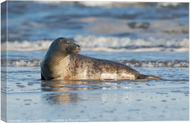 Harbour Seal (Phoca vitulina) Canvas Print by Dave Hunt