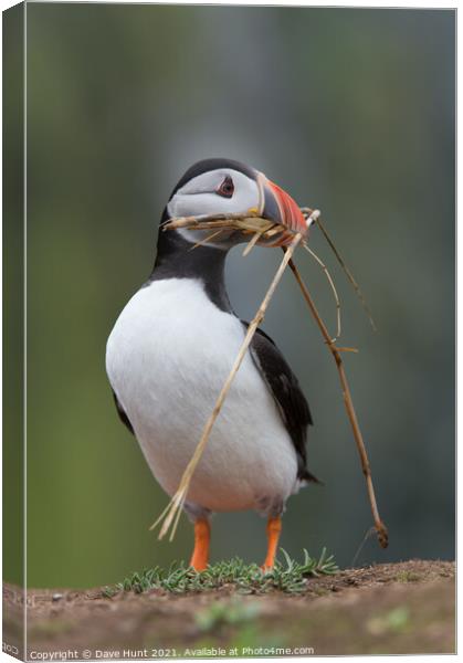 Atlantic Puffin (Fratercula arctica) Canvas Print by Dave Hunt