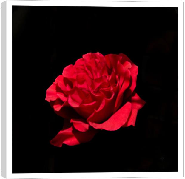 Rose on black Canvas Print by Peter Taylor