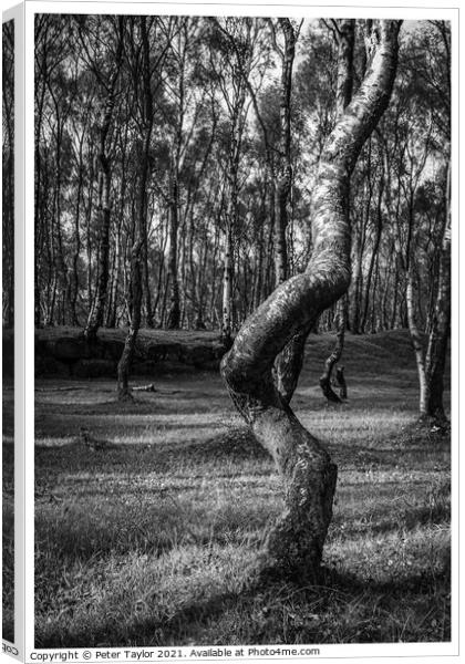 Twisted tree in Lawrencefield, Peak District Canvas Print by Peter Taylor