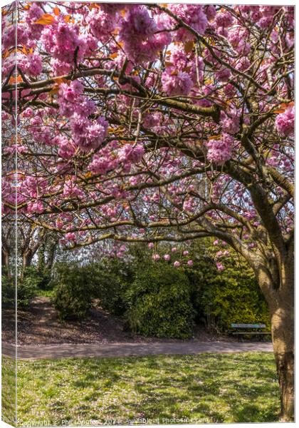 Blossom in a city park Canvas Print by Phil Longfoot