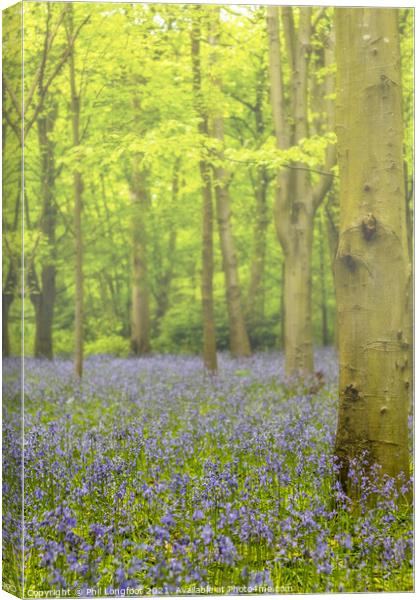 Bluebells in the misty forest Canvas Print by Phil Longfoot