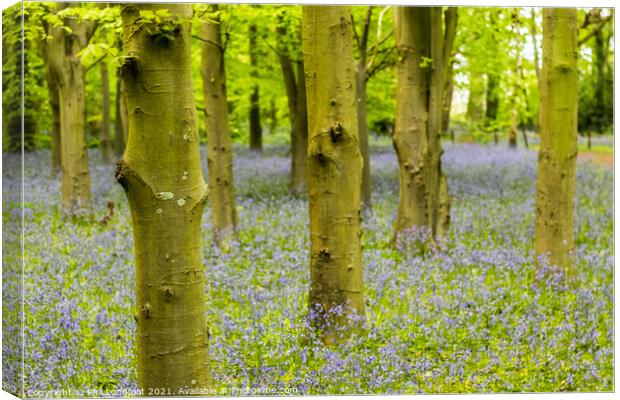 Misty Bluebell Forest Canvas Print by Phil Longfoot