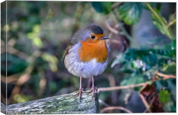 A Robin resting in the wood Canvas Print by Phil Longfoot