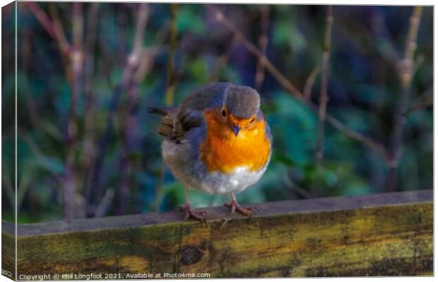 The beautiful Robin on a Winters day Canvas Print by Phil Longfoot