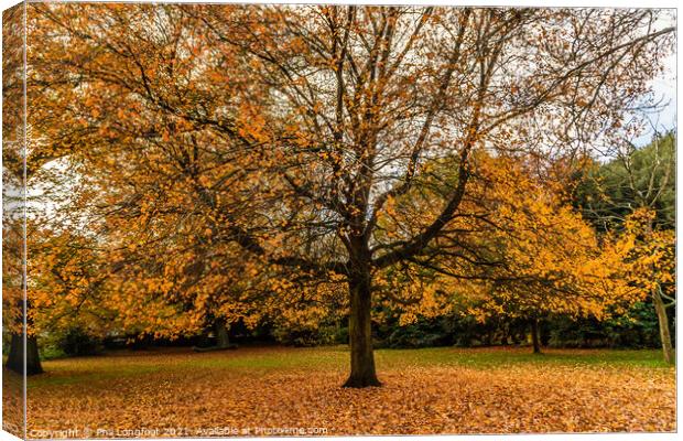 Autumn leaves in a Liverpool park  Canvas Print by Phil Longfoot