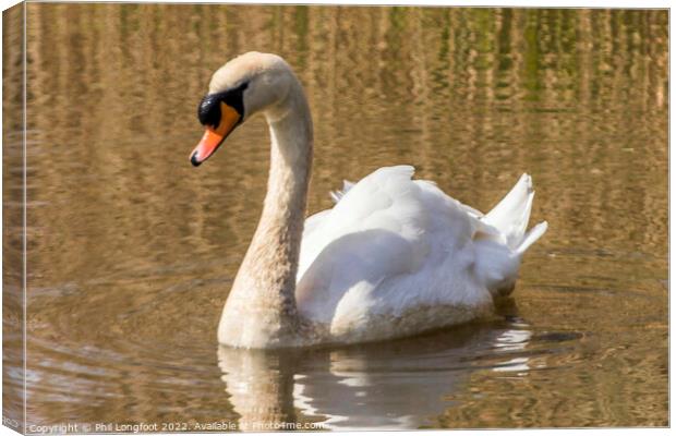 Beautiful Swan Canvas Print by Phil Longfoot