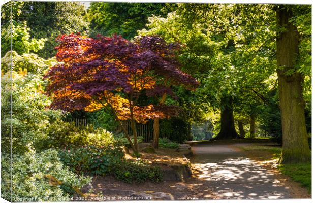 Colourful trees in Calderstones Park Liverpool  Canvas Print by Phil Longfoot