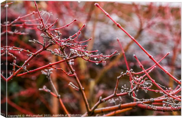 Japanese Maple after a frosty night  Canvas Print by Phil Longfoot