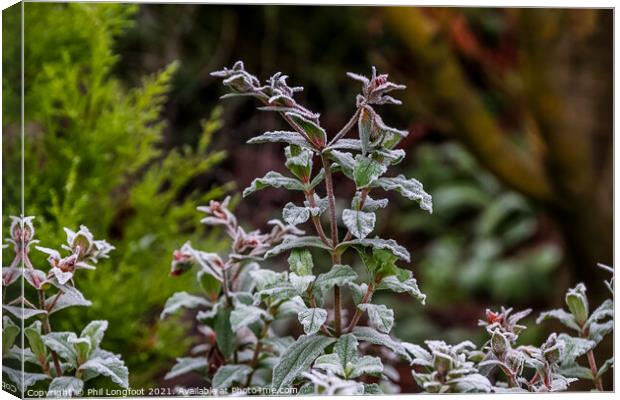 Frosty plant in an suburban garden Canvas Print by Phil Longfoot