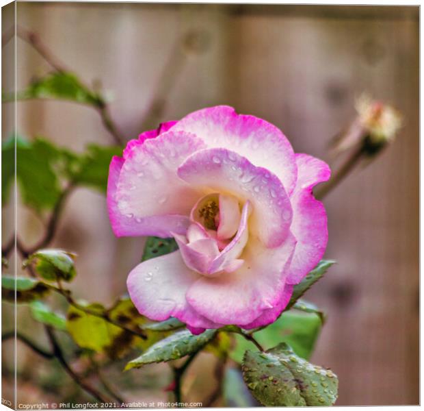Beautiful Pink Rose on a rainy day  Canvas Print by Phil Longfoot