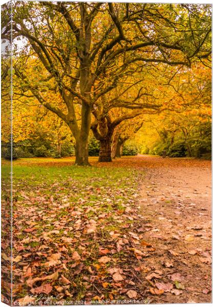 Autumn trees. Canvas Print by Phil Longfoot