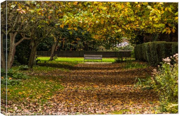 An avenue of leaves Canvas Print by Phil Longfoot