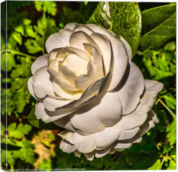 White Rose in my garden Canvas Print by Phil Longfoot