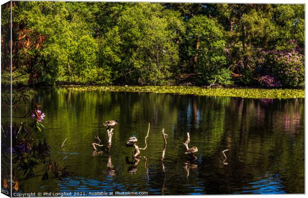 Perching ducks at Royden Park Wirral   Canvas Print by Phil Longfoot