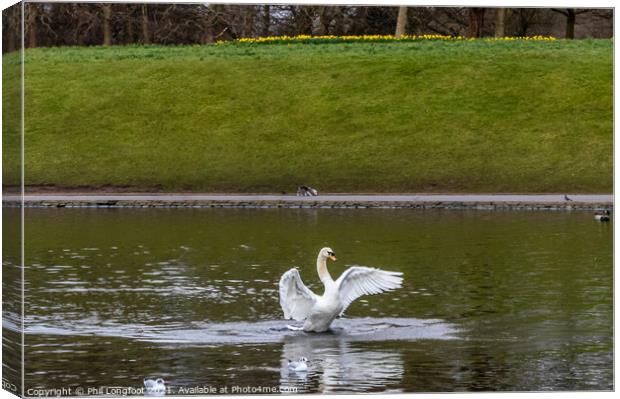Swan flapping its wings Canvas Print by Phil Longfoot