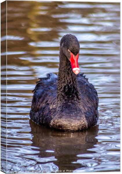 Black Swan  Canvas Print by Phil Longfoot